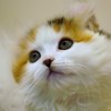 にゃんこ