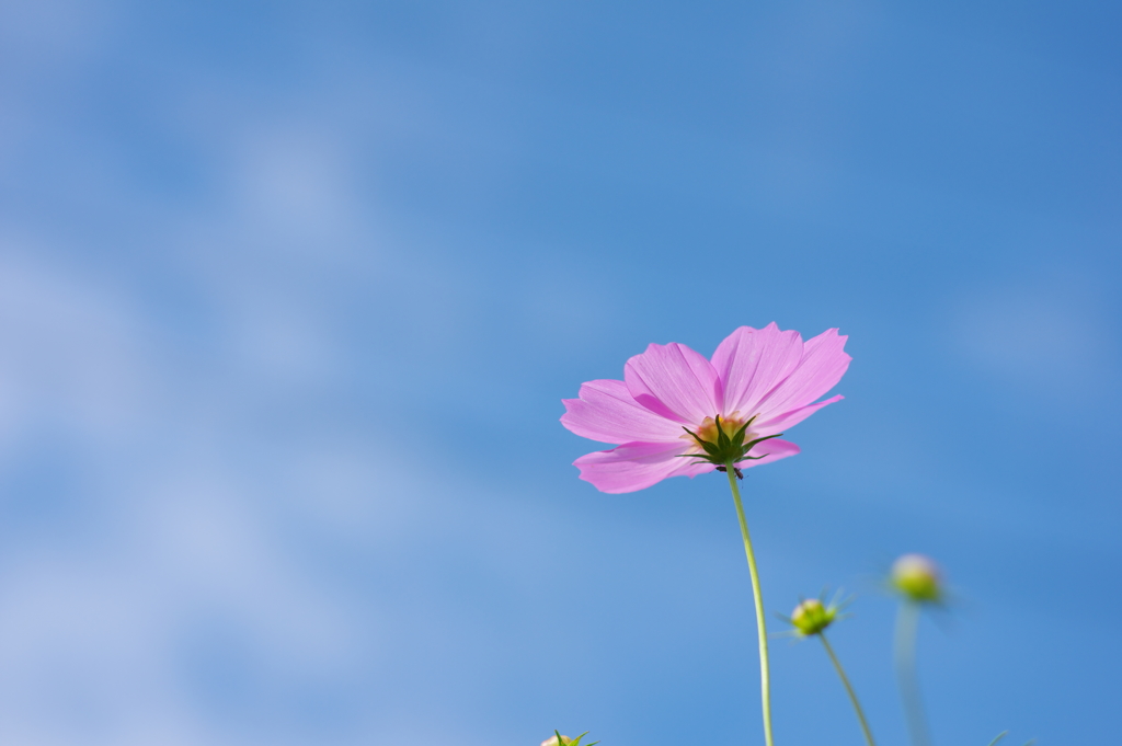 空に向かって・・・