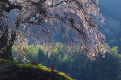 桜の傘の下