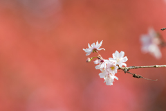 cherry blossoms in red