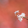 cherry blossoms in red