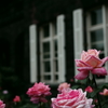洋館と薔薇1