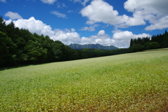 蕎麦の花