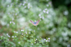 散歩photo　秋の花とシジミチョウ