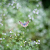 散歩photo　秋の花とシジミチョウ
