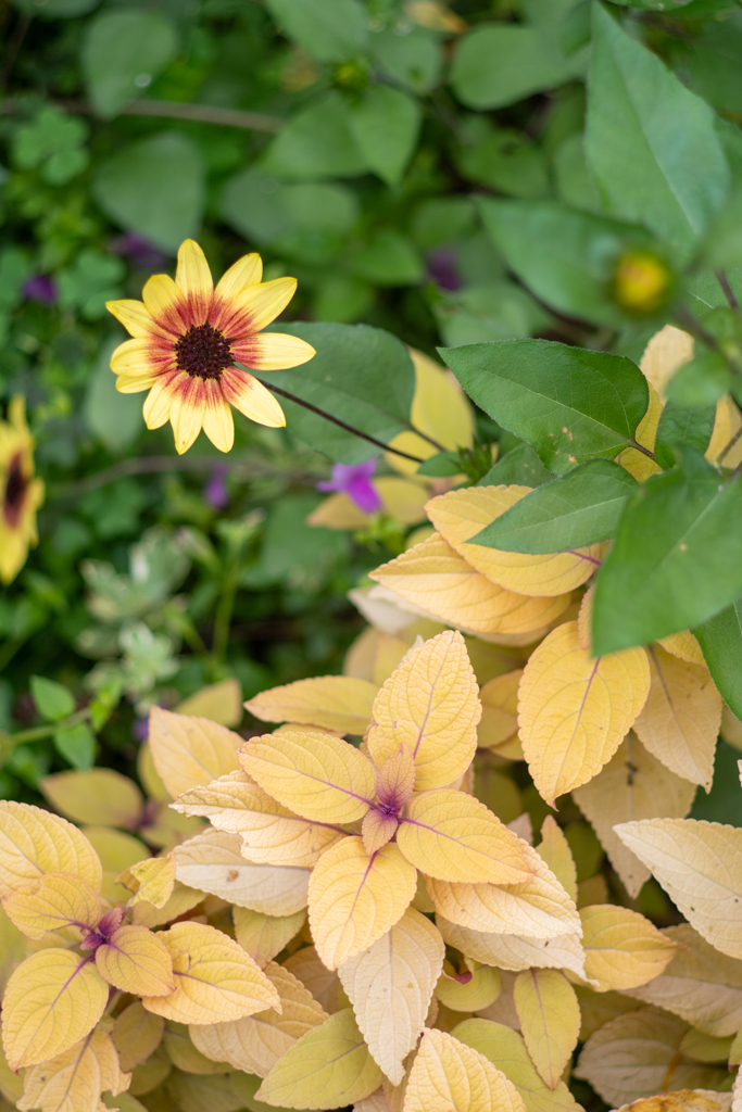 散歩photo　秋の花