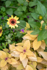 散歩photo　秋の花