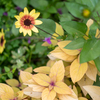 散歩photo　秋の花