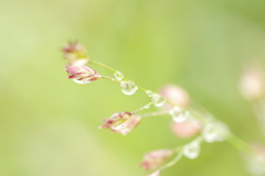 雨上がり_その２