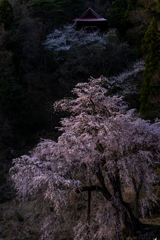 観音桜