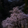 観音桜