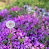 春の花火