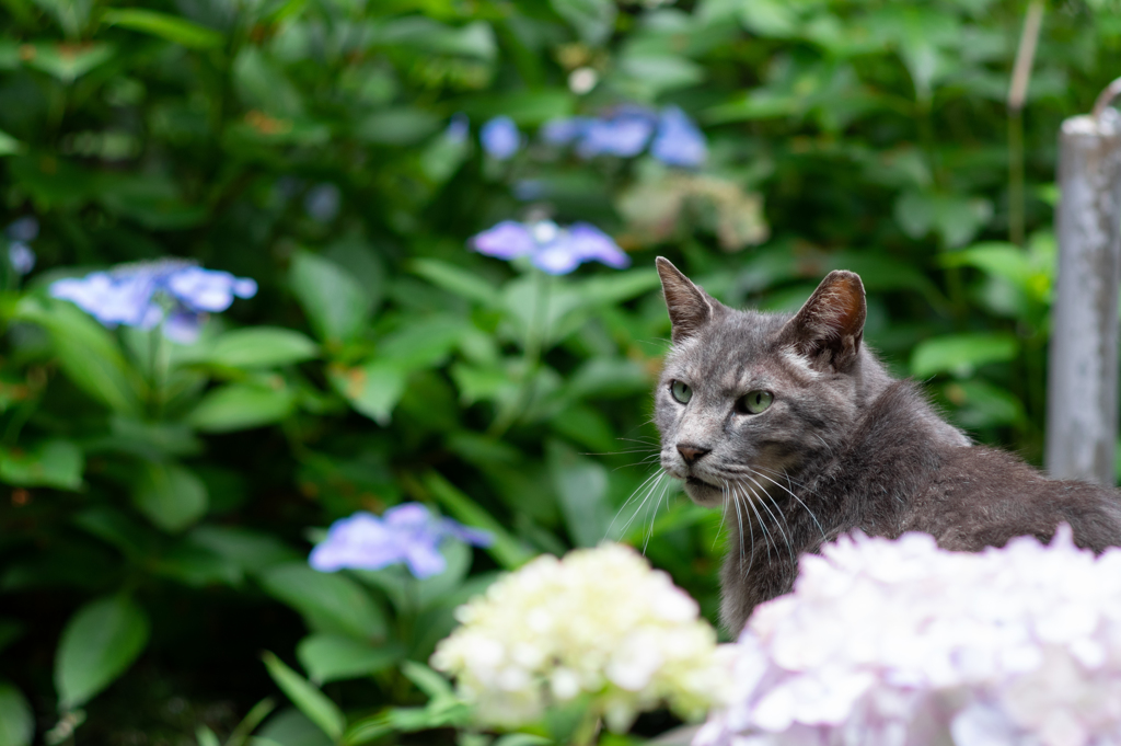 あじさい猫