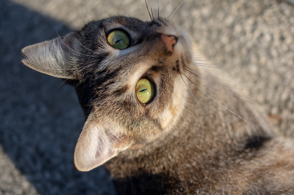 眼差し