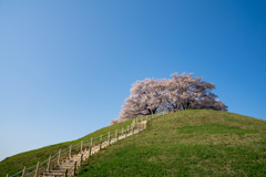 丘の上の桜