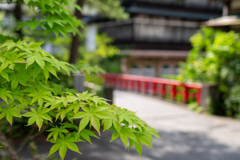 涼求め