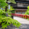 涼求め