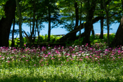 湖畔の花畑