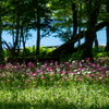 湖畔の花畑