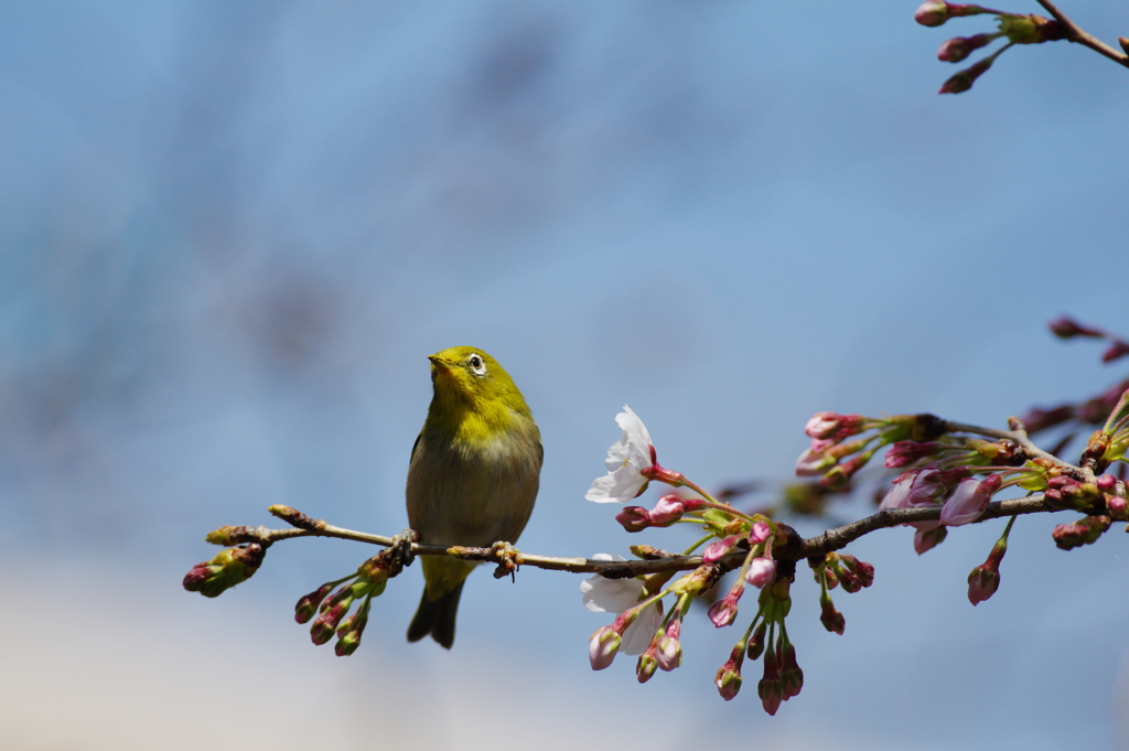 メジロと桜