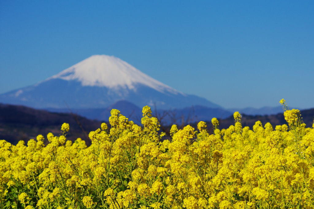 菜の花と富士