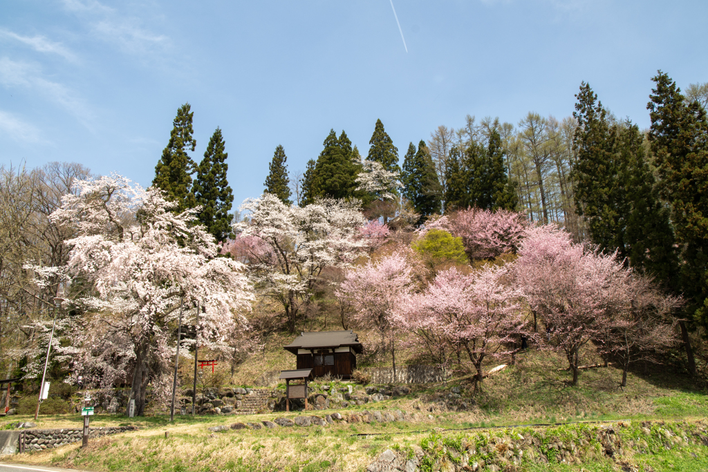 伝行山の桜