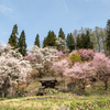 伝行山の桜