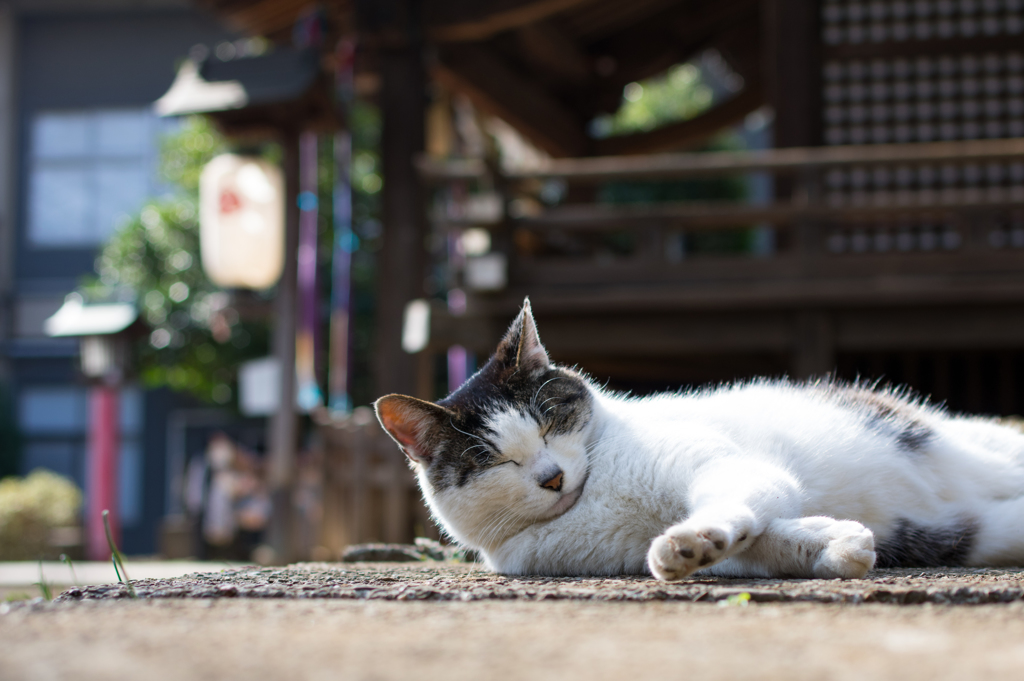 寝落ち寸前