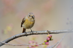 ジョビと桜（の蕾）