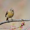 ジョビと桜（の蕾）