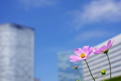 都会の花畑