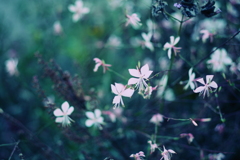 散歩photo