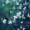 散歩photo
