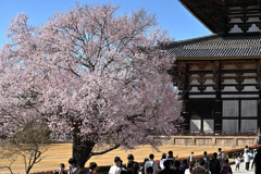 大仏殿の桜