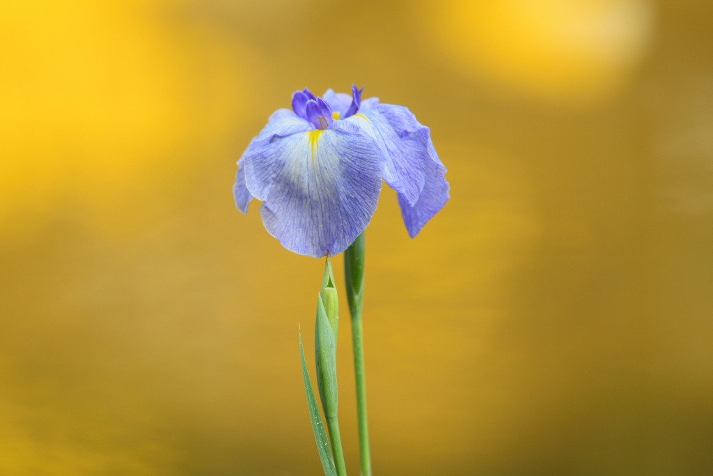 花菖蒲（１０）