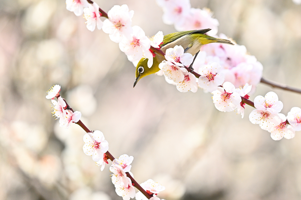 蜜を求めて（１０）