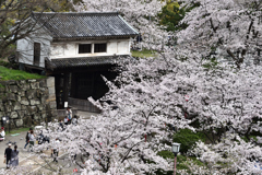 和歌山城寸景（１）