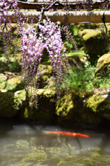 藤の花の咲く頃（１）