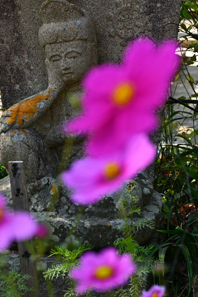 コスモス寺にて（９）