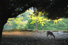 雨の奈良公園