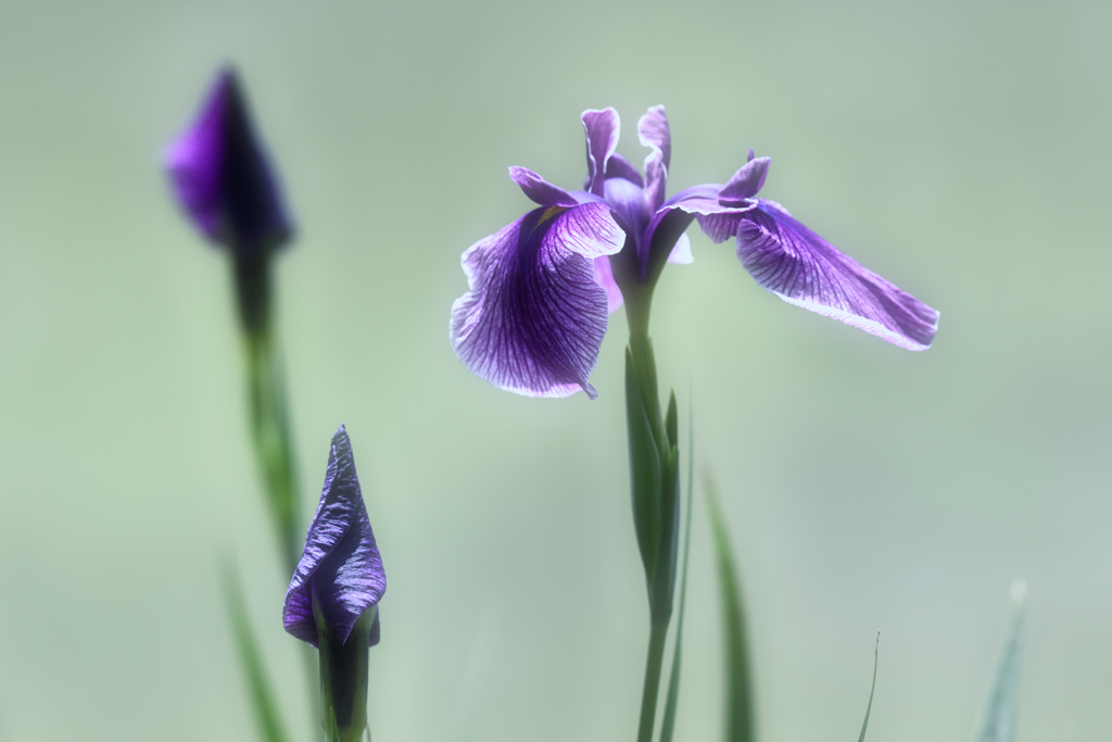 花菖蒲（１）