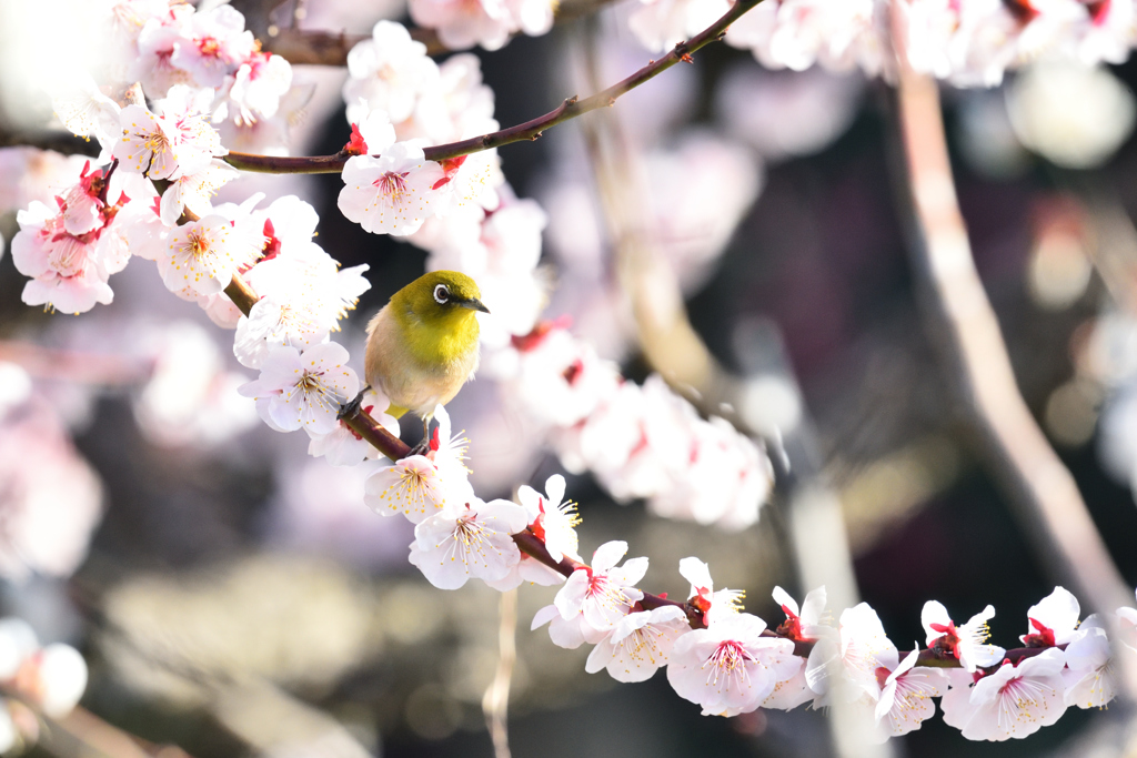 春の日差しの中で（５）