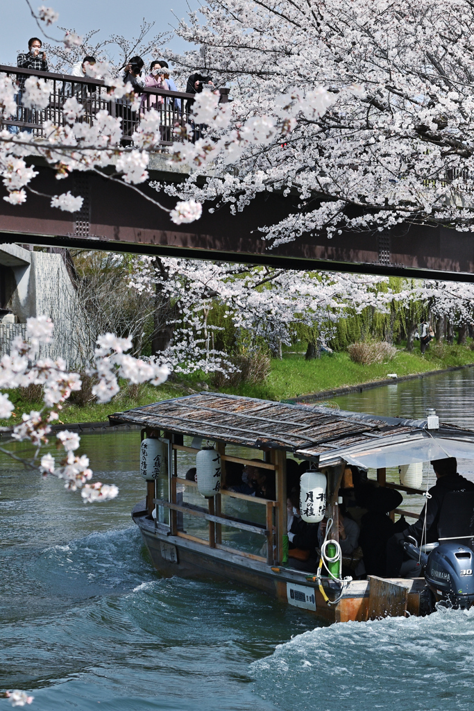 春の宇治川派流ー５