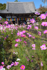 コスモスの咲く寺（０２）