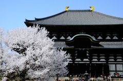 東大寺の桜（１）
