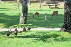 奈良公園にて