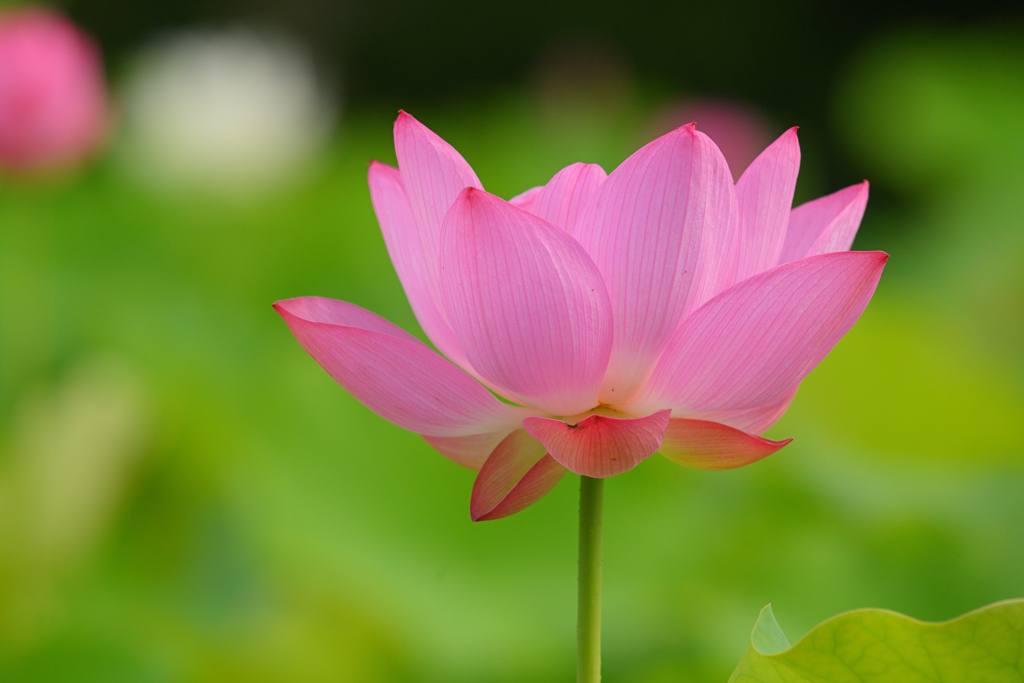 蓮花（３）