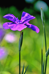 城北菖蒲園にてー１１