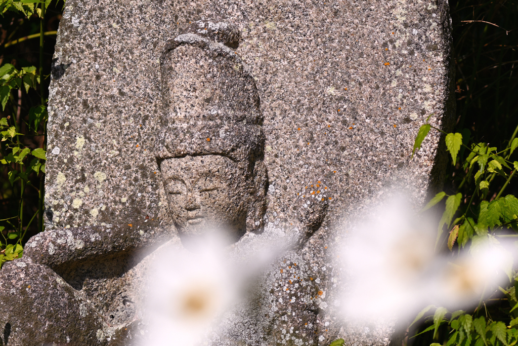 コスモス寺にて（２）
