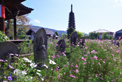 コスモス寺ー３